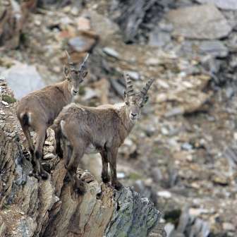 Ibexes in the wild
