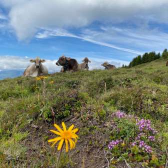The cows at the Alp dil Plaun in Feldis