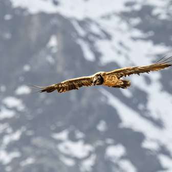 Bearded vulture