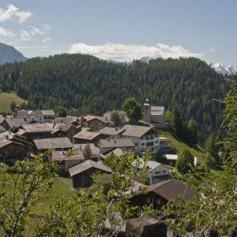 Feldis in summer