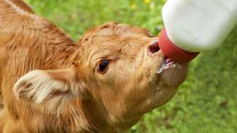 Stable visit to the Bruneir farm on the Heinzenberg
