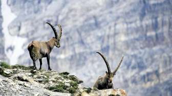 Ibexes on Piz Beverin