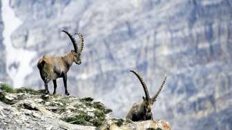 Ibexes on Piz Beverin