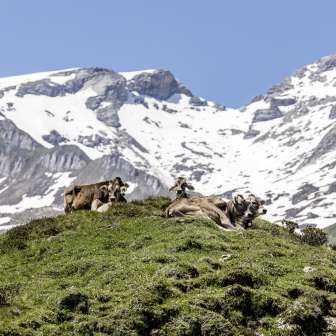 Cows on the Schamserberg in spring