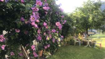 Open garden Open garden