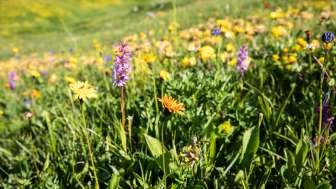 Herb hike Herb hike