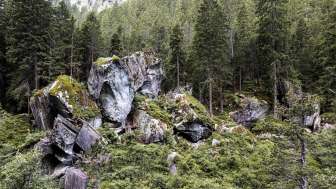 Magic Wood Rock