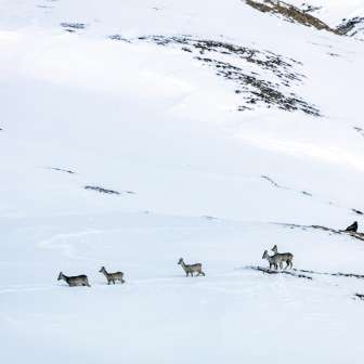 Wild animals Chamois in winter