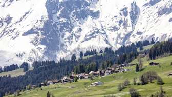 Sarn in spring
