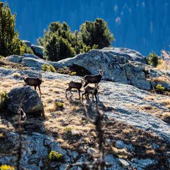 Chamois