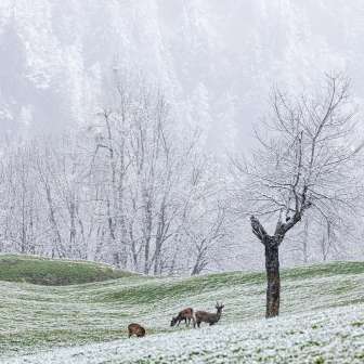 Wild animals in the first snow