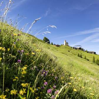 Lohn in spring