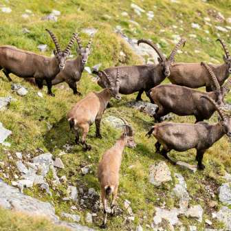 There is plenty of wildlife to observe in the area around the Zapporthütte SAC