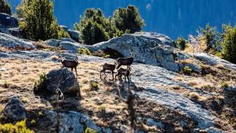 Wildlife excursion in the Beverin Nature Park