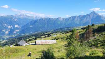 Insight into everyday alpine life on the Präzer Alp Gronda Insight into everyday alpine life on the Präzer Alp Gronda