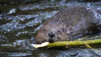 In search of beaver tracks in the Munté cantonal nature reserve