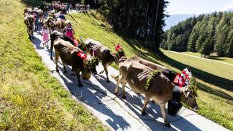 Alp Albin Summer Cattle Drive