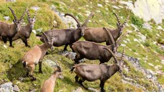 Ibex in the Beverin Nature Park