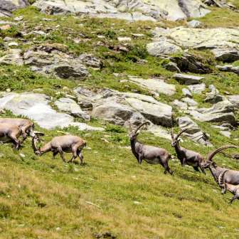Stone deer
