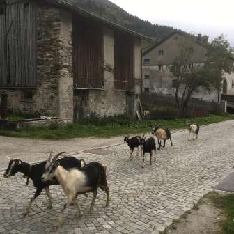 Goats in Hinterrhein