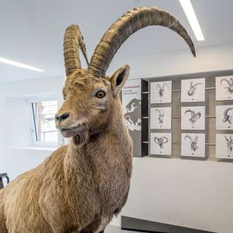 An ibex of the exhibition.