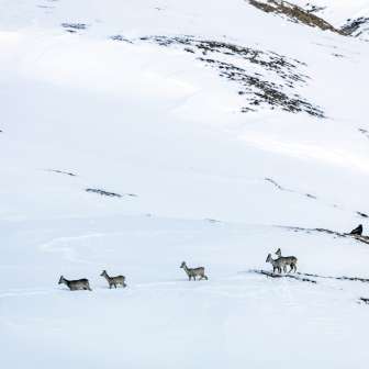Wild animals Chamois in winter