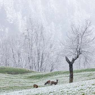 Wild animals in the first snow