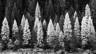 2026 Speluca Reto Thöny Forest