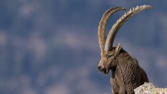 Capricorn Capricorn