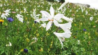 2026 Pro Natura Obermutten Paradise Lily