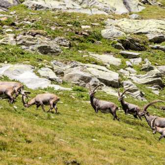 Ibex in the Beverin Nature Park near the Hinterrhein source