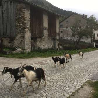 Goats in Hinterrhein