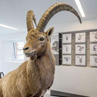 An ibex of the exhibition.